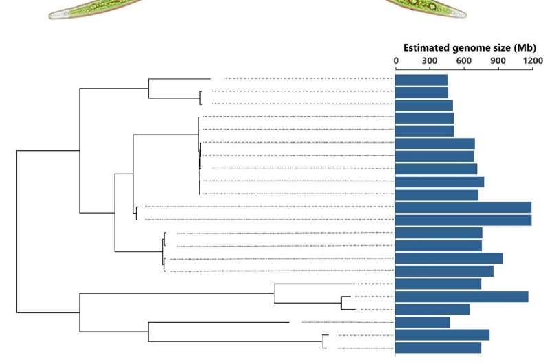 Size Matters: Genome Size Dynamics Driven by Copy Number Variation in a Green Alga
