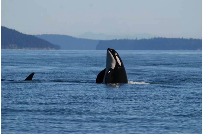 Skin disease in endangered killer whales concerns scientists