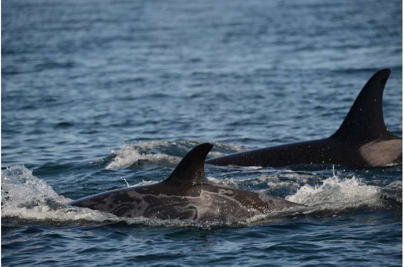 Skin disease in endangered killer whales concerns scientists