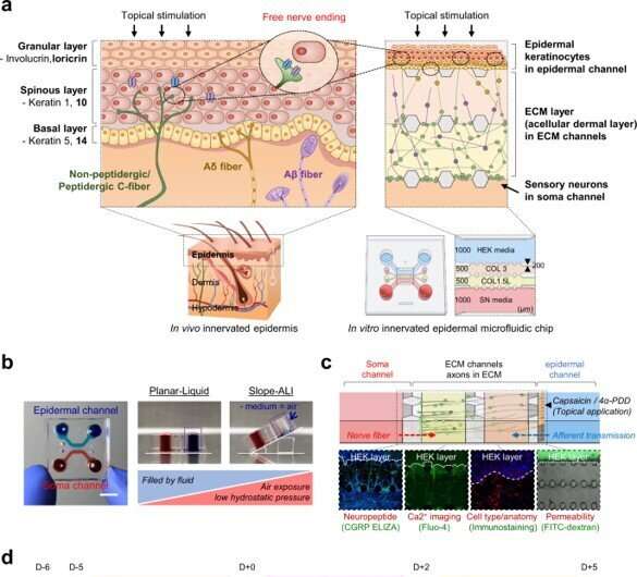 Skin-on-a-chip - Modeling an innervated epidermal-like layer on a microfluidic chip