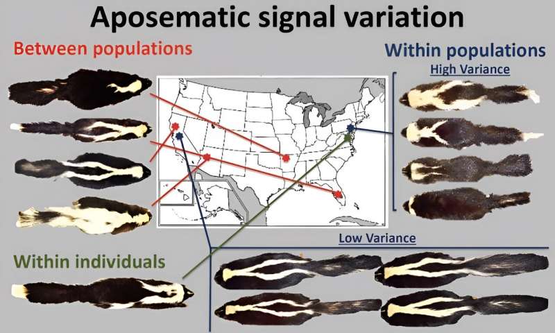 Skunks' warning stripes less prominent where predators are sparse, study finds