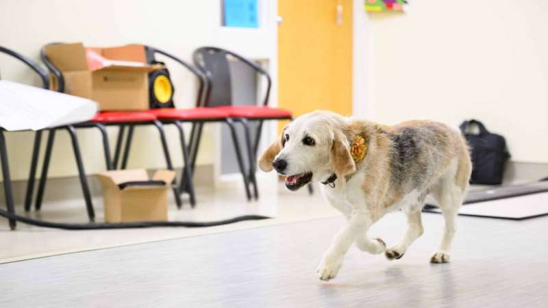 Slow walking could be sign of dementia in older dogs