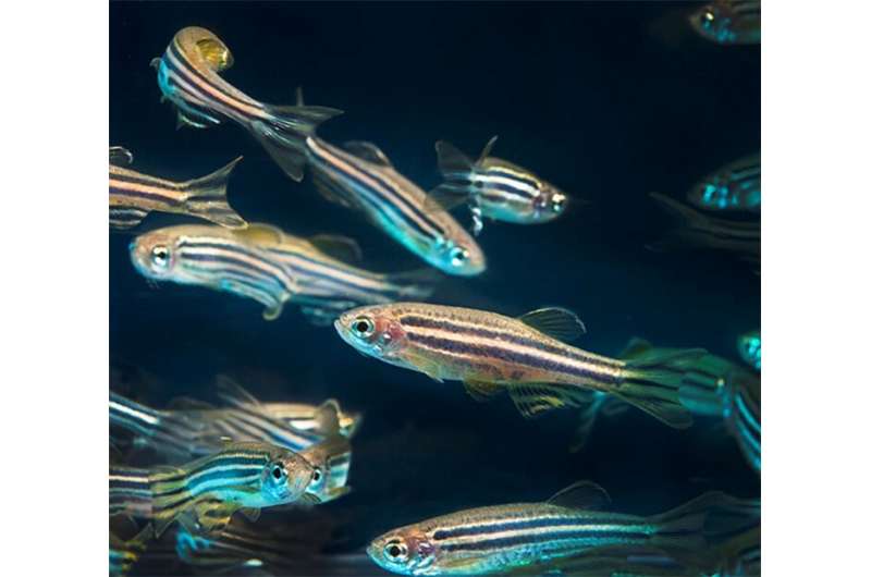 Slowing the aging of the intestine in fish slows the aging of the entire organism