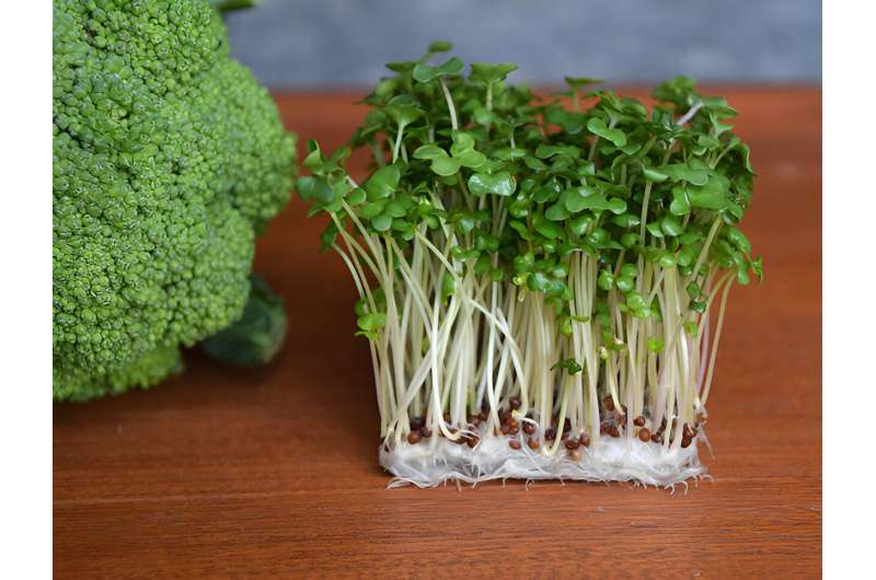 Small but mighty: the hidden power of broccoli sprouts