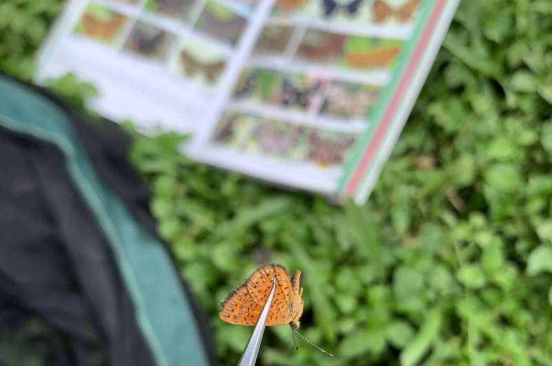Small-winged and lighter colored butterflies likely to be at greatest threat from climate change