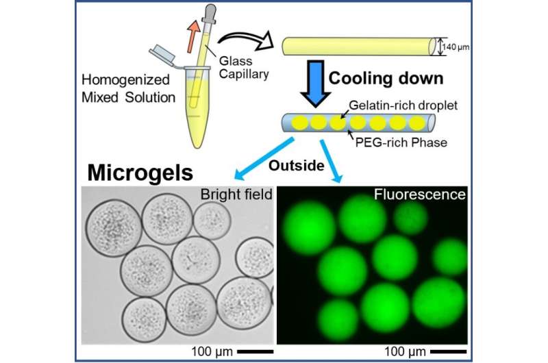 Smart yet simple – creating uniform DNA-encapsulating microgels that mimic a living cell
