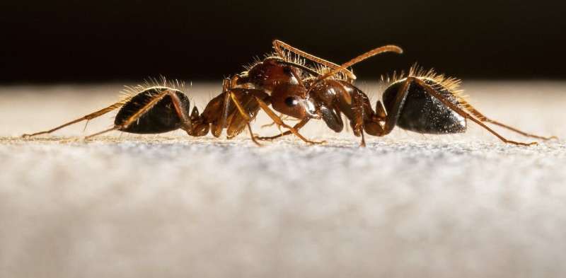 Smell is the crucial sense that holds ant society together