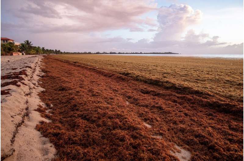 Smelly seaweed bloom heads to Florida