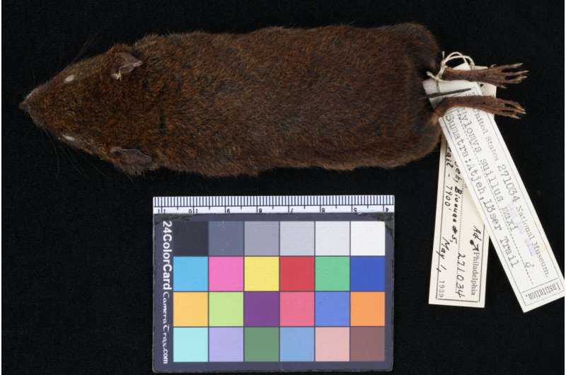 Smithsonian-led study reveals five new species of soft-furred hedgehogs from Southeast Asia