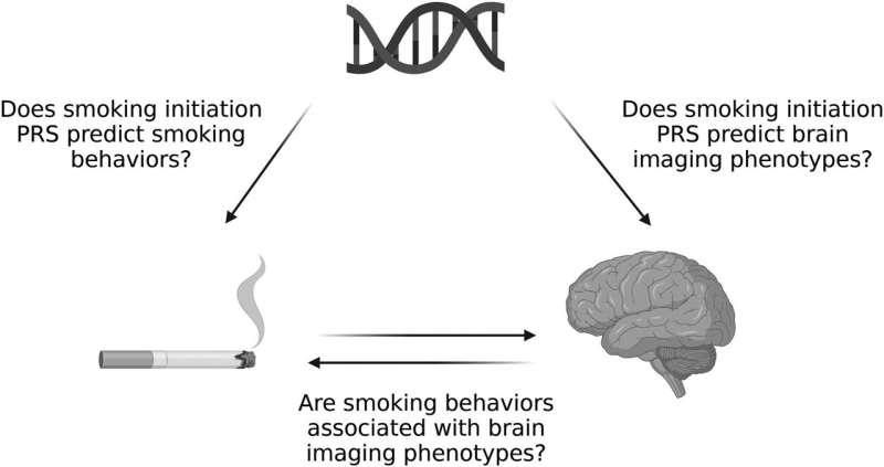 Smoking is linked to brain shrinkage