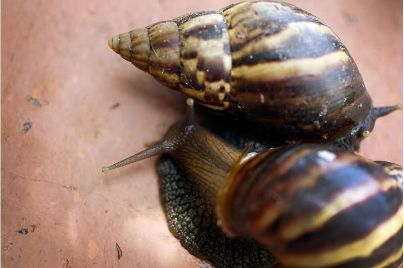 Snails are among the most widespread and destructive of invasive species