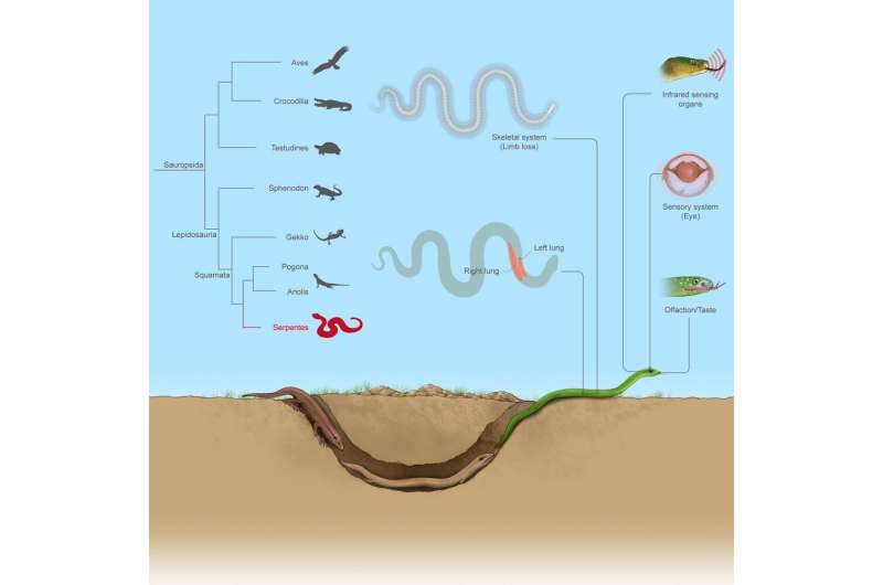 Snake genome reveals burrowing past and re-adaptation to surface life