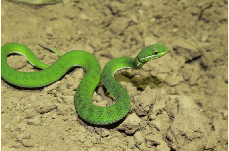 Snake species named after VCU professor