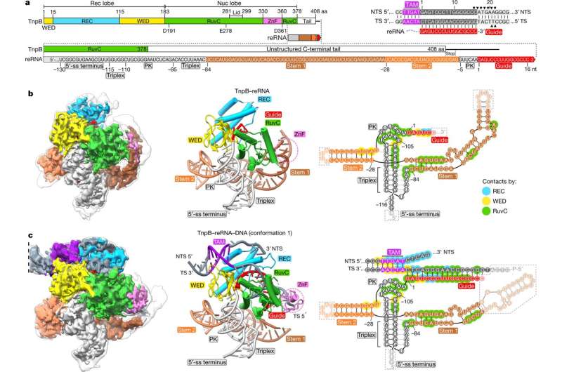 Snapshots of the smallest programmable nuclease tnpB published