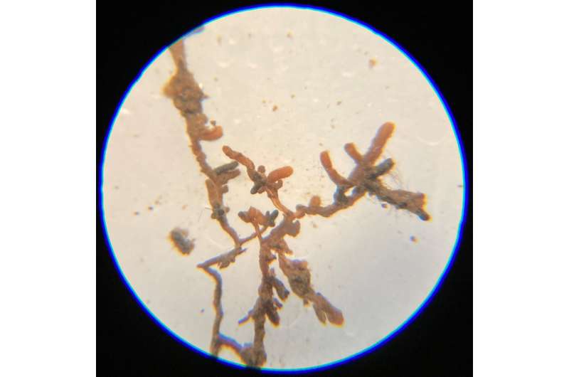 Snowballing effects of beech leaf disease hurt helpful root fungi
