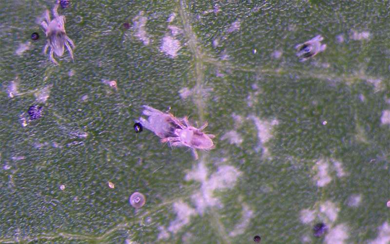Social environment experienced by mothers influences sons' reproductive tactics in spider mites