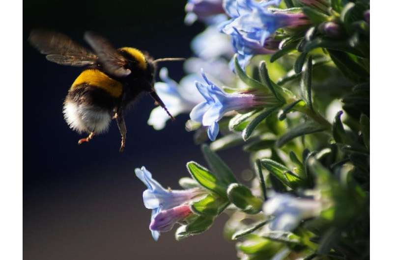 Soil nutrients affect how attractive plants are to bees from the ground up