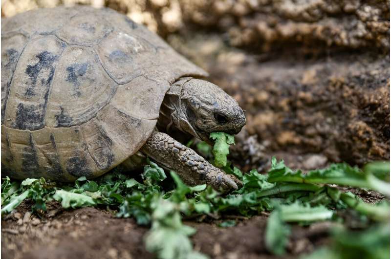 Some 400 tortoises were rescued from blazes surrounding Athens and on Evia island