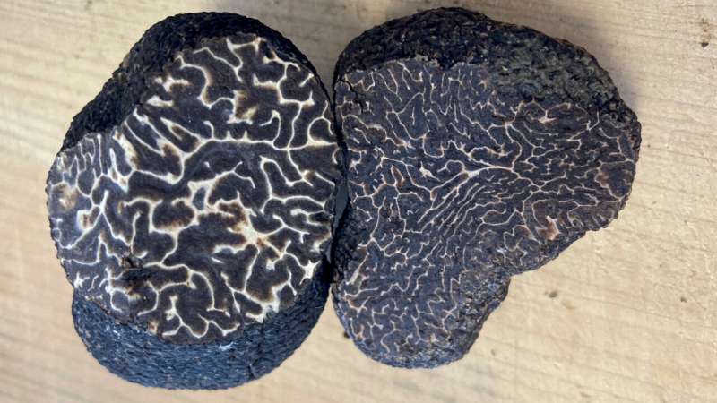 Some black truffles grown in eastern U.S. may be less valuable lookalike species, study finds