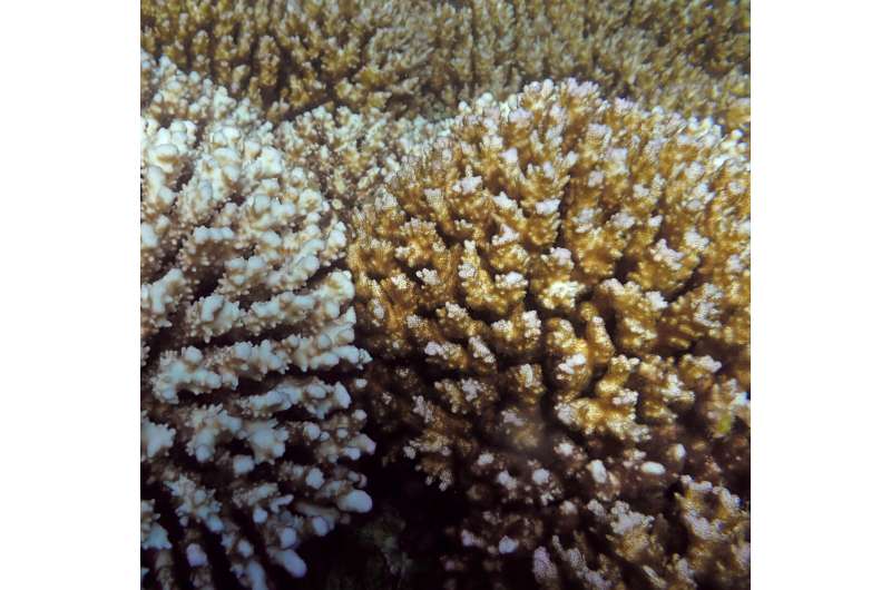Algunos corales pueden sobrevivir al cambio climático sin pagar un precio metabólico