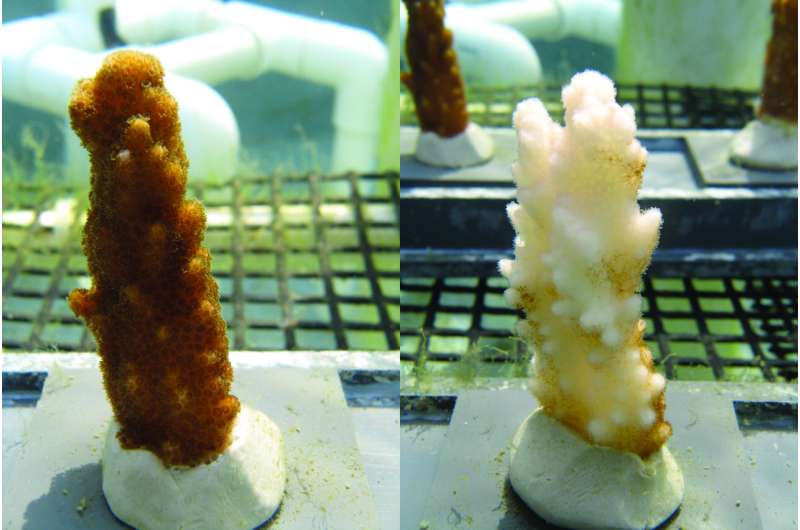 Some corals can survive climate change without paying a metabolic price