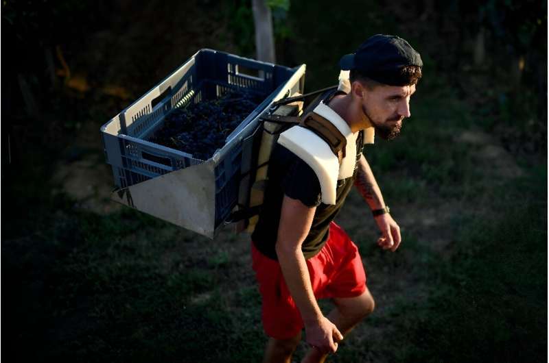 Some grape pickers have suffered health problems as a result of the heat