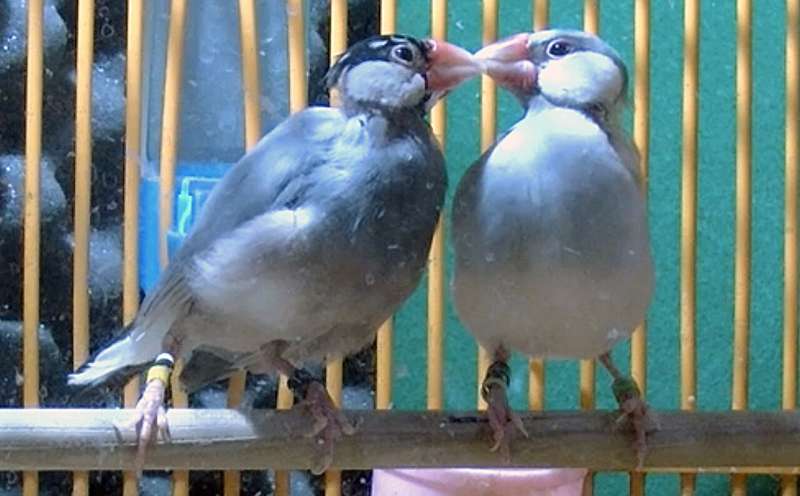 Something in the eyes: Java Sparrows in love show enhanced eye rings