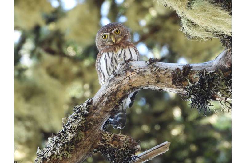 Songbird species work together to mob predator owls, but only strike when the time is right