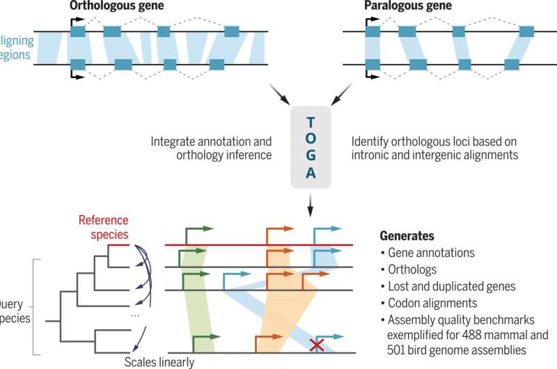 Sophisticated gene memory: Researchers develop new method to genetically compare hundreds of animal species