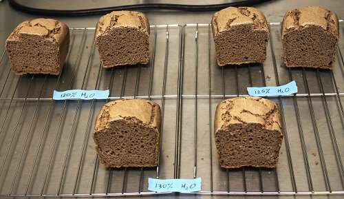 Sorghum bran rises as an ingredient for enhancing gluten-free bread
