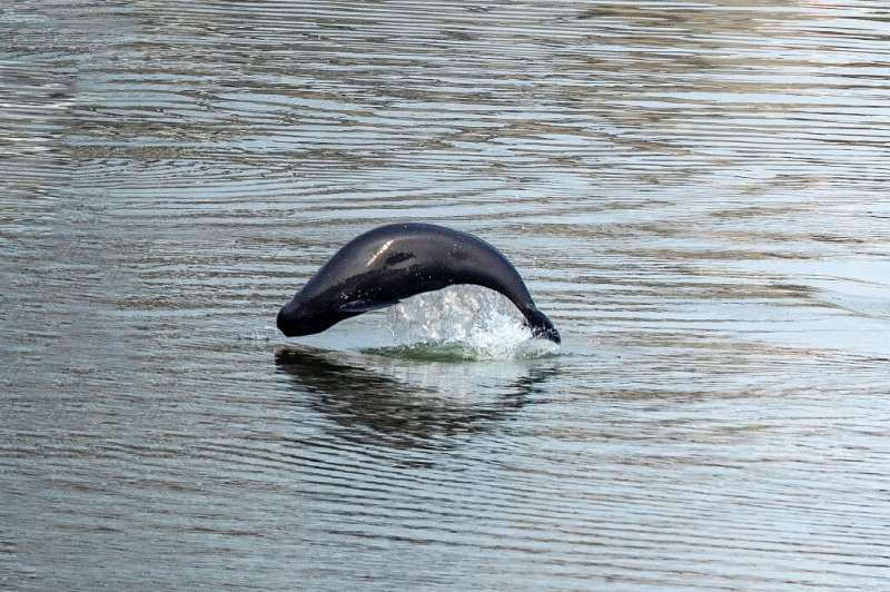 Sound-sensitive marine mammals like porpoises can be harmed by loud underwater constructon noises