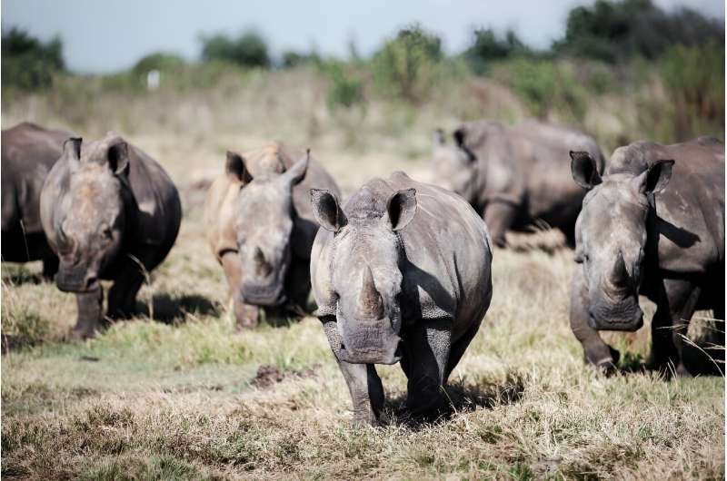 South Africa is home to o nearly 80 percent of the world's rhinoceroses