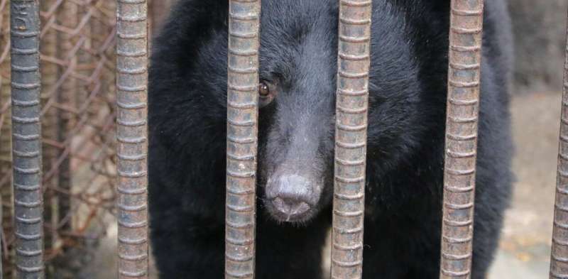 South Korea to ban bear farming, but what to do about hundreds of captive animals that remain?