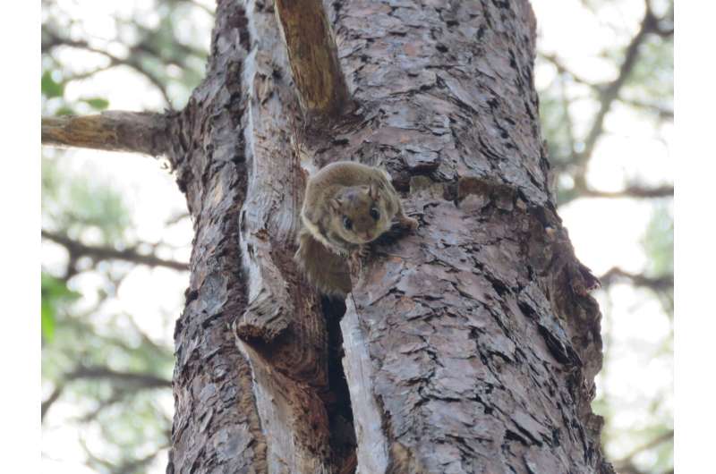 Southern Flying Squirrel rediscovered in Honduras after 43 years