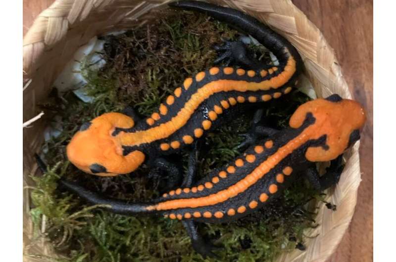 Southernmost crocodile newt record is a threatened new species