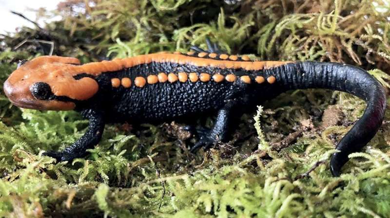 Southernmost crocodile newt record is a threatened new species