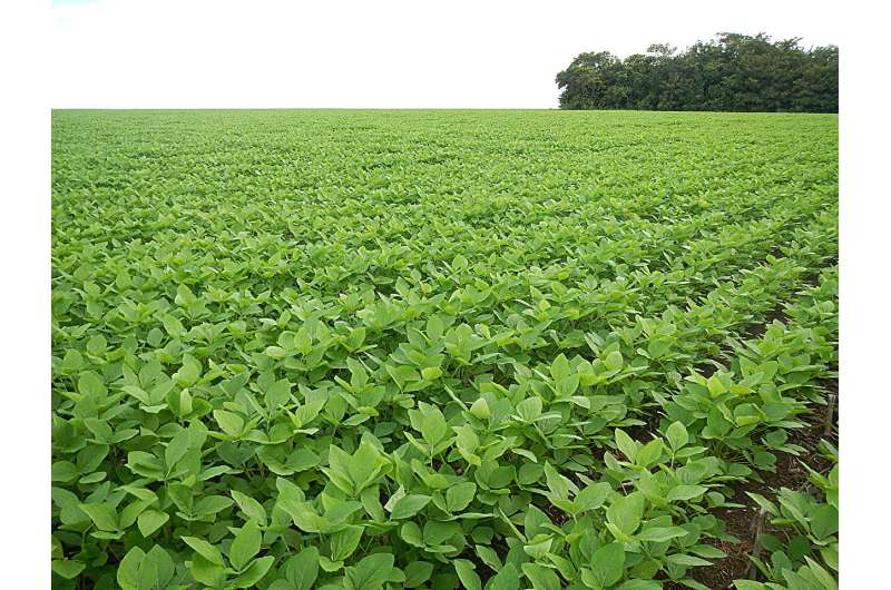 Soy expansion in Brazil linked to increase in childhood leukemia deaths