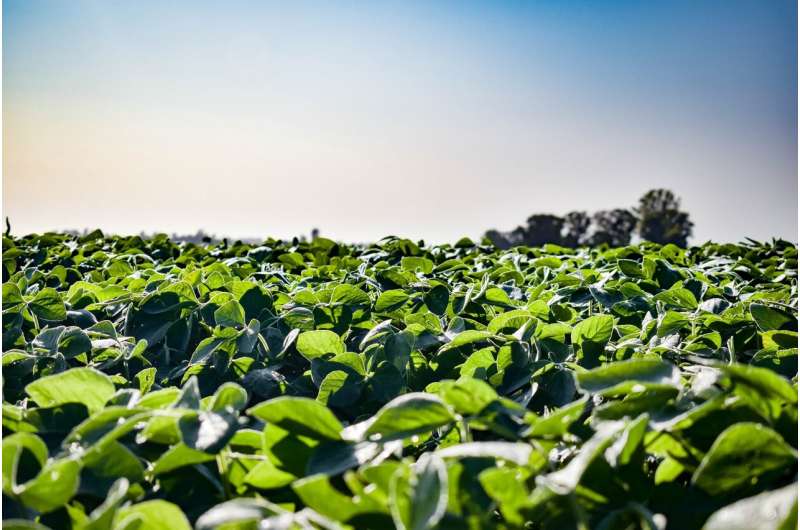 soybean crops