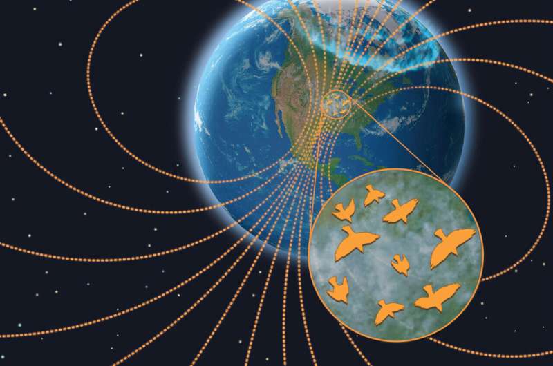 Space weather disrupts nocturnal bird migration, study finds