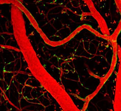 Special vascular cells adjust blood flow in brain capillaries based on local energy needs