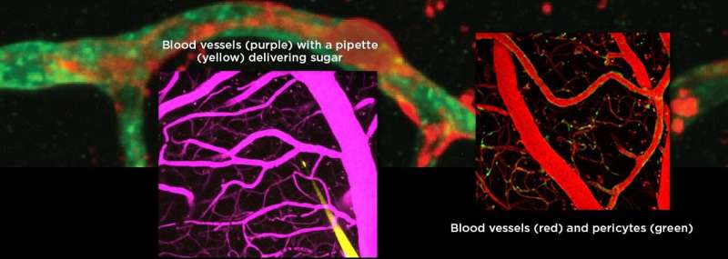 Special vascular cells adjust blood flow in brain capillaries based on local energy needs