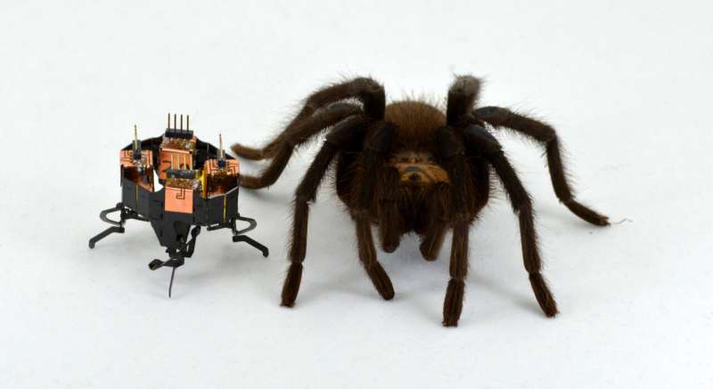 Spider-inspired, shape-changing robot now even smaller