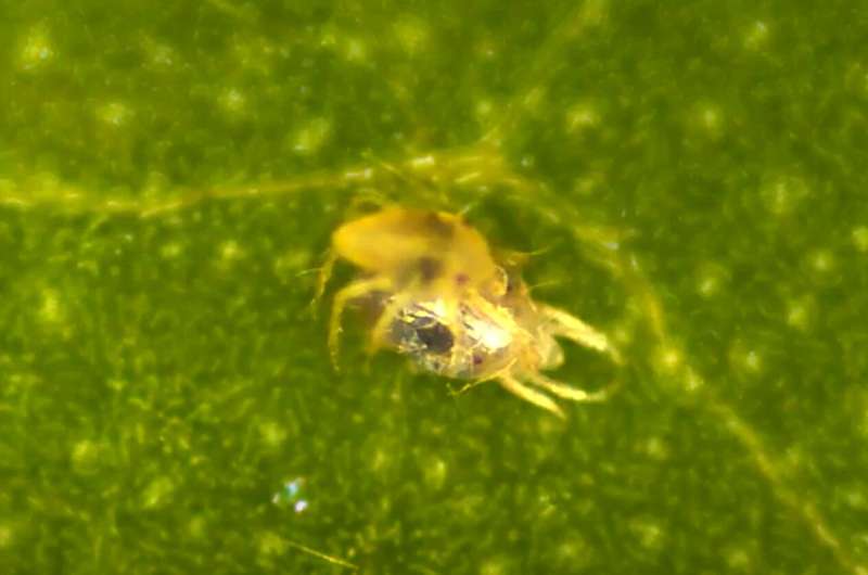 Spider mite males undress maturing females to win the first mating
