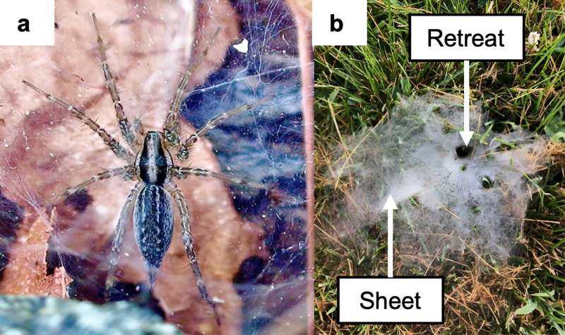 Spider's distribution differs by urban habitat