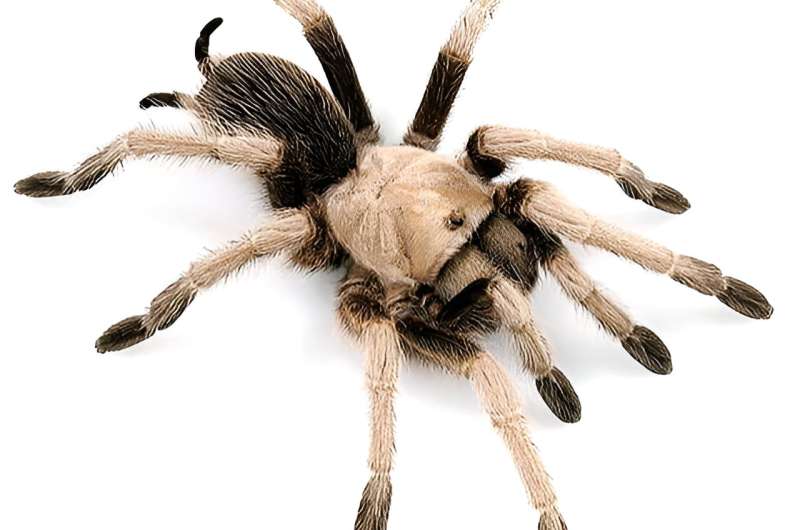 Spiders, spiders everywhere? Tarantula mating season starts early amid threats to arachnids