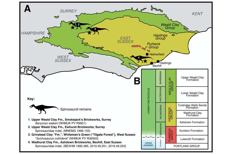 Spinosaur Britain: Multiple different species likely roamed Cretaceous Britain