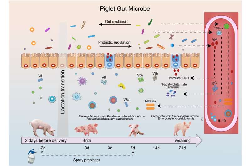 Spraying compound probiotics improves growth performance and immunity and modulates gut microbiota and blood metabolites of suck
