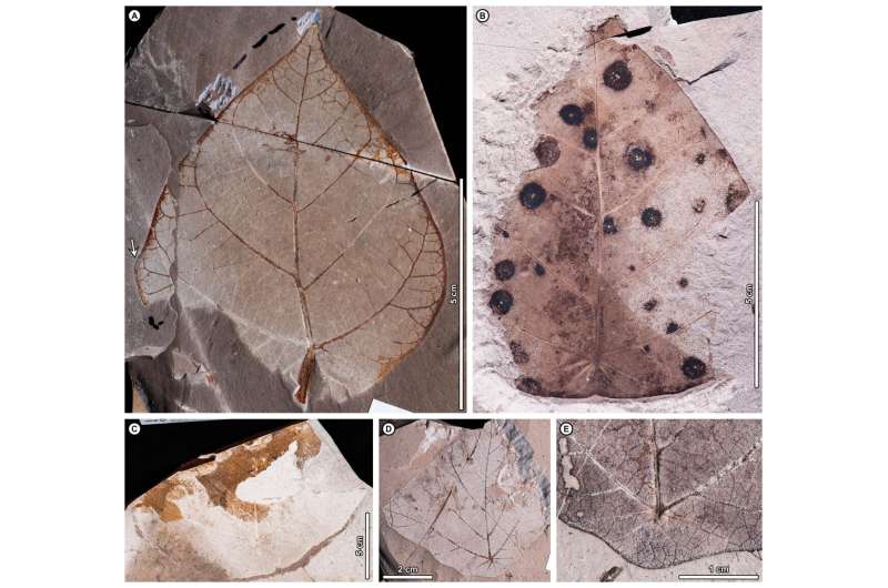 Spurge purge: Plant fossils reveal ancient South America-to-Asia 'escape route'