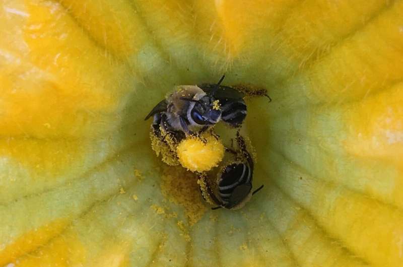 Las abejas de calabaza florecen en respuesta a la intensificación agrícola