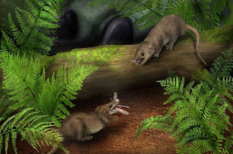 Starting small and simple - key to success for evolution of mammals